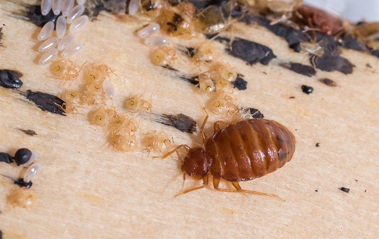 bed-bug-and-larvae-on-a-bed-1
